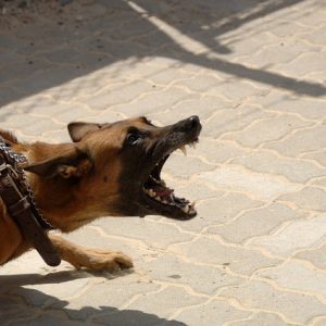 狂犬の画像